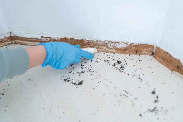 Best Cockroach Control Services  in Mission, KS